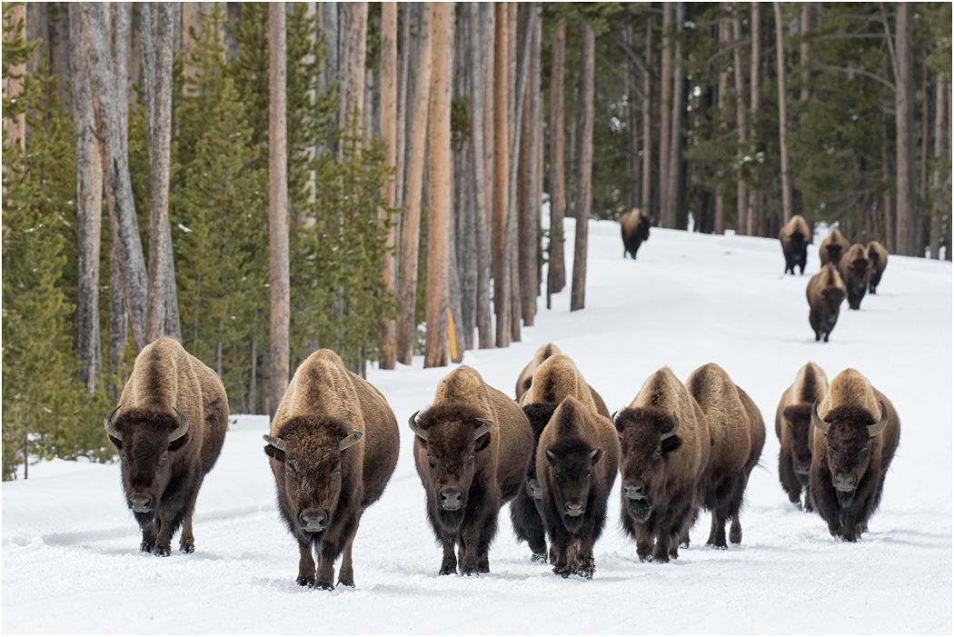 Bison on the road, Yellowstone NP, USA