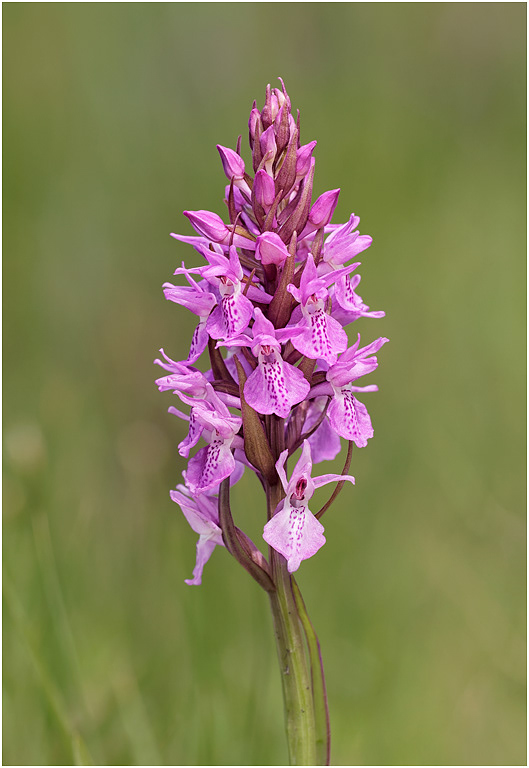 Southern Marsh Orchid
