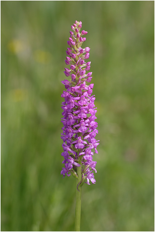 Fragrant Orchid