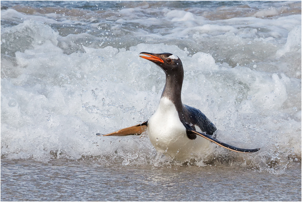 Gentoo Penguin in the surf