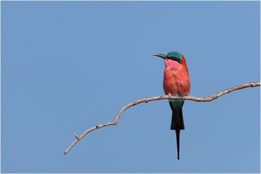 Southern Carmine Bee-eater - Chobe River, Botswana