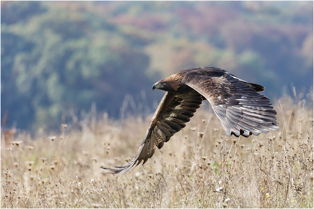 Golden Eagle flying low