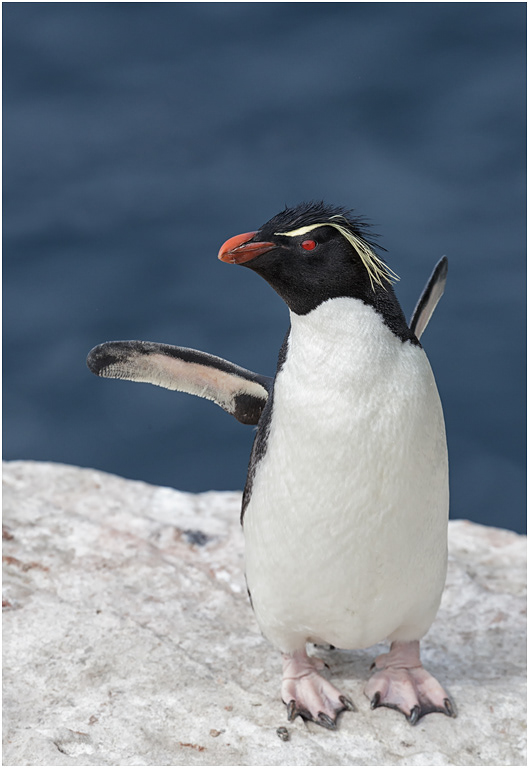 Rockhopper looking very smart