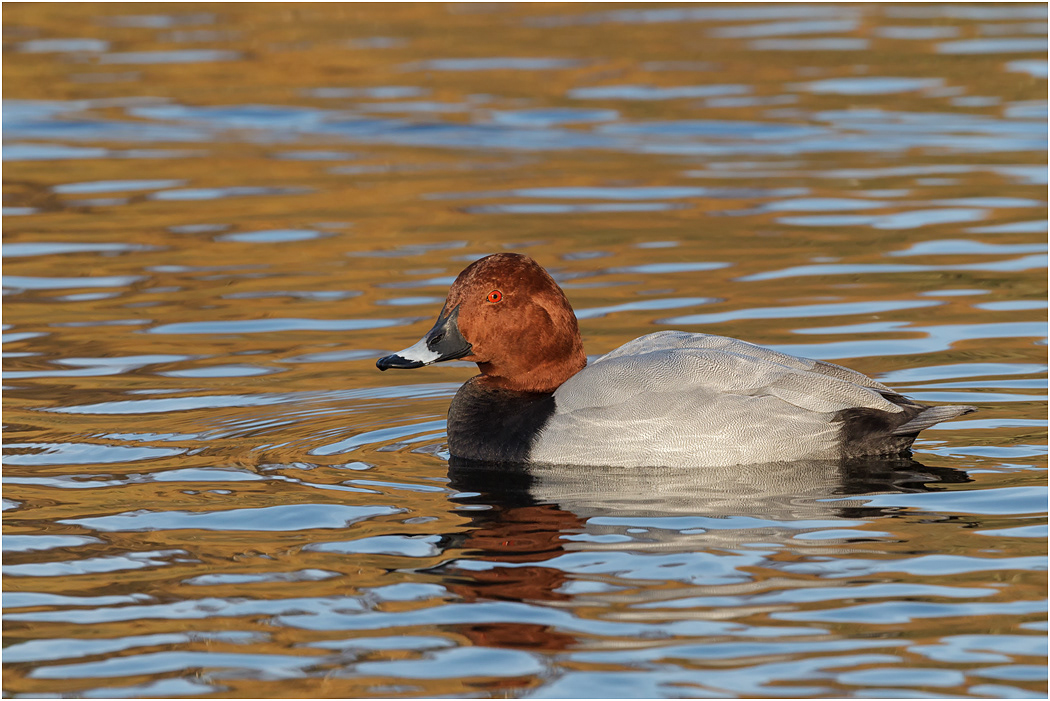 Pochard, Drake