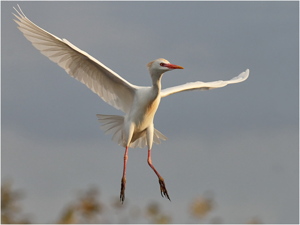 Cattle Egret, Florida, USA