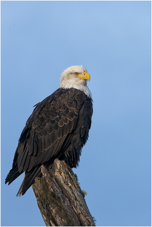 Bald Eagle, Chilkat River, Alaska