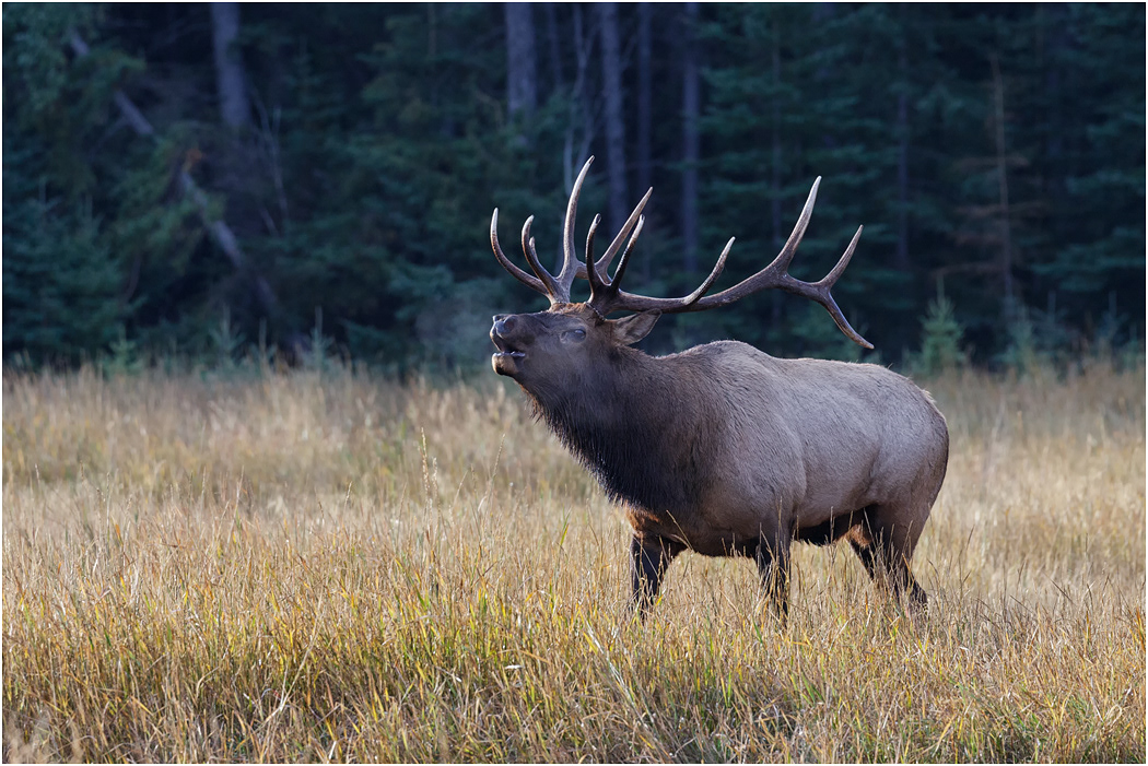 Bull Elk calling, Jasper NP, Alberta, Canada