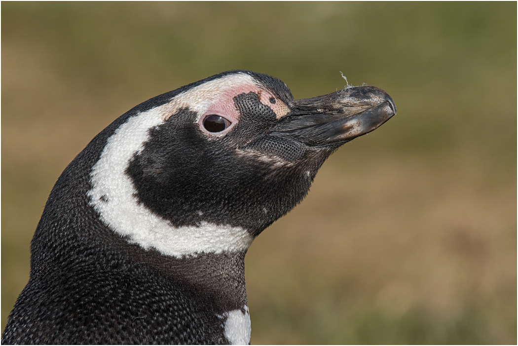 Magellanic Penguin profile