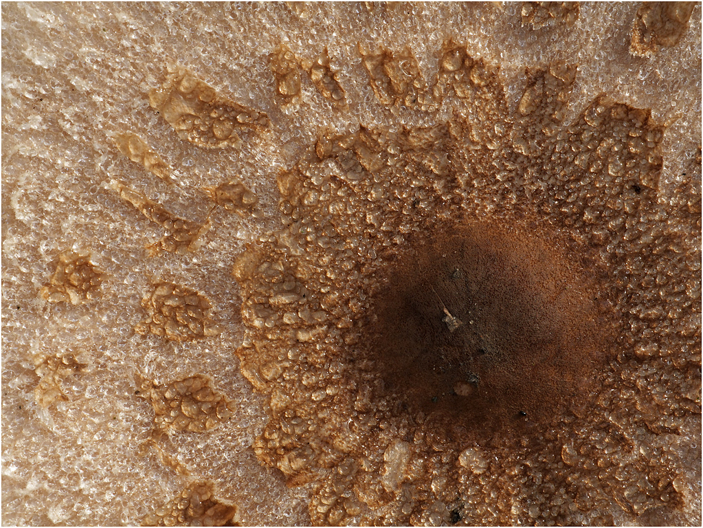 Parasol Mushroom - Macrolepiota procera - cap detail