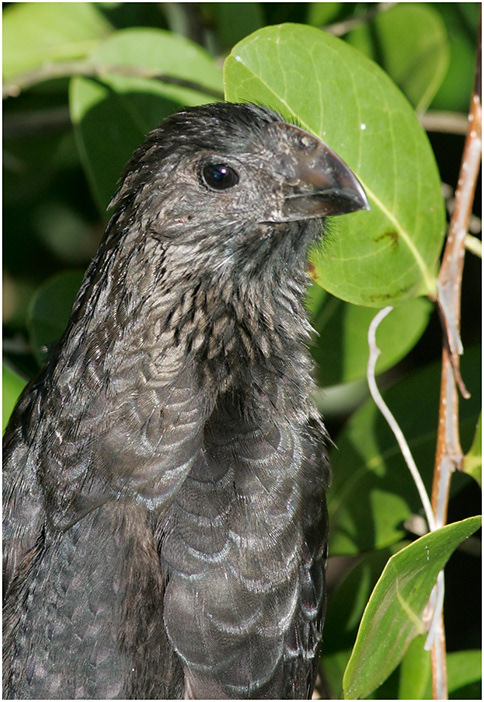 Smooth-billed Ani, Galapagos Islands
