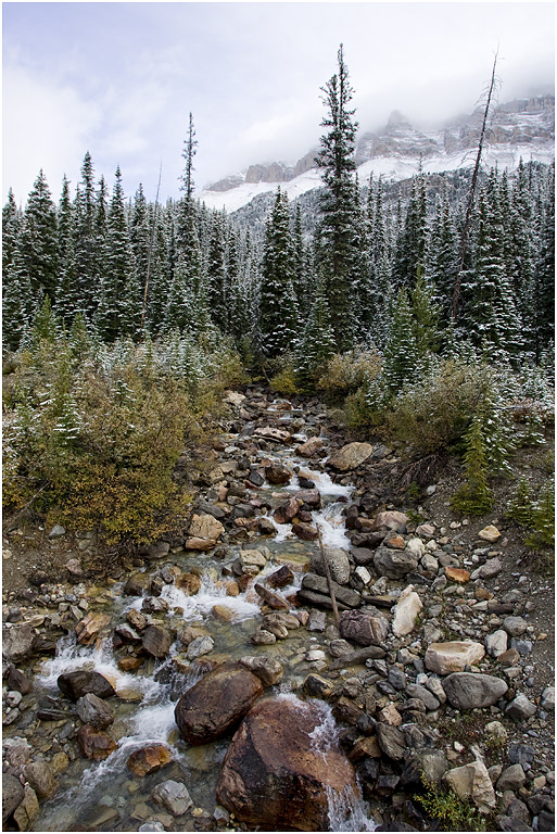 Babbling Brook, Icefields Parkway, Banff NP