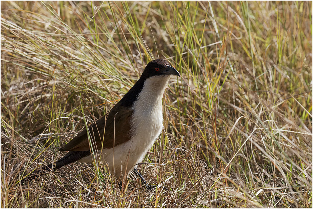 Coppery-tailed Coucal - Botswana