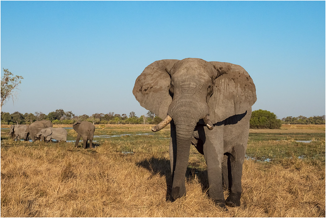Bull Elephant - Botswana