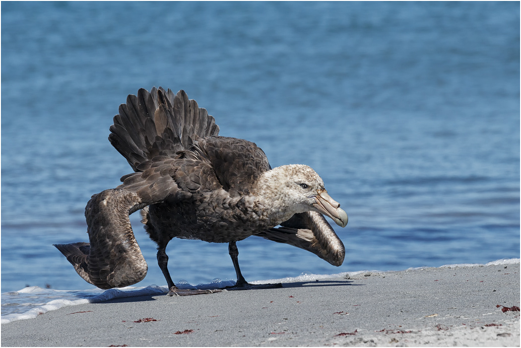 Southern Giant Petrel