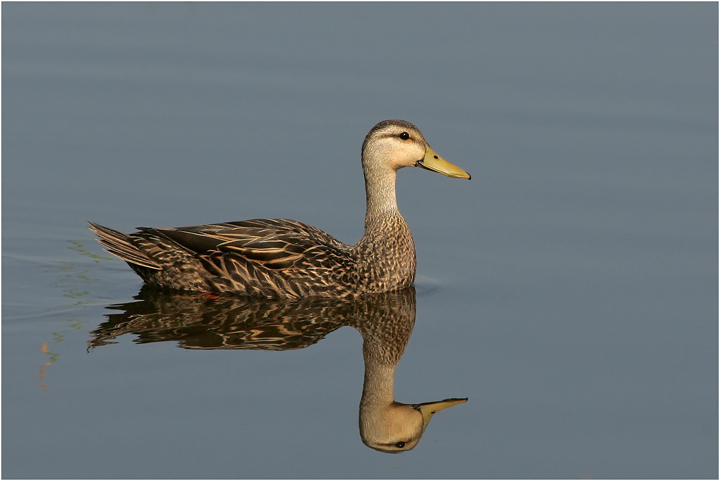 Mottled Duck, Florida, USA