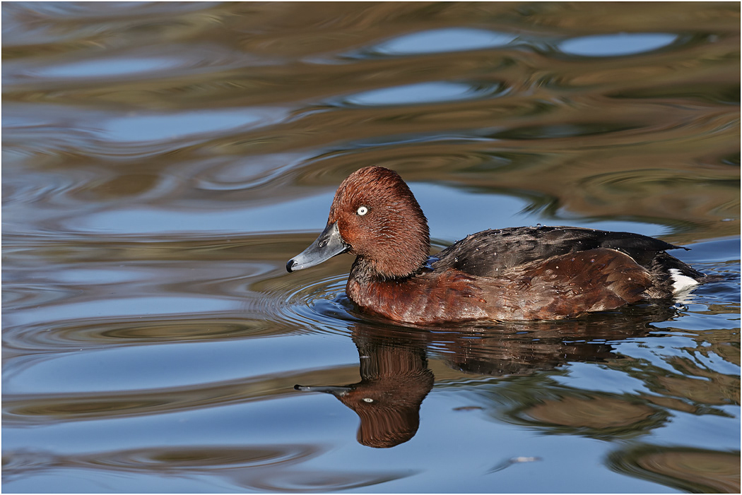 Ferruginous Duck