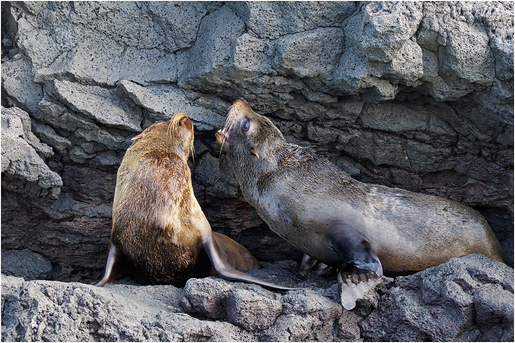 Galapagos Fur Seals