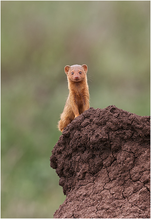 Dwarf Mongoose on a Termite Mound - Central Serengeti, Tanzania