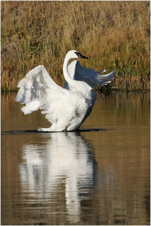 Trumpeter Swan, Yellowstone, USA