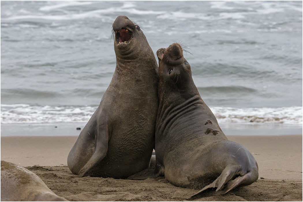 Northern Elephant Seals sparring, California, USA