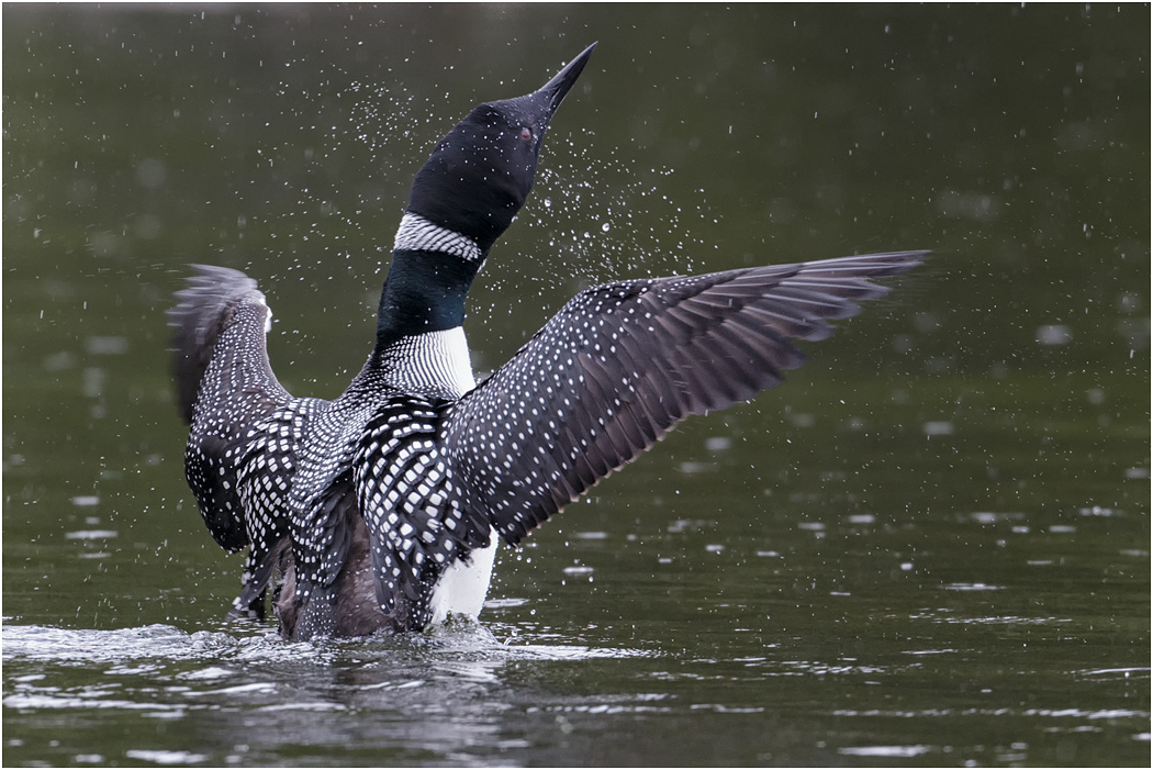 Common Loon, Canada