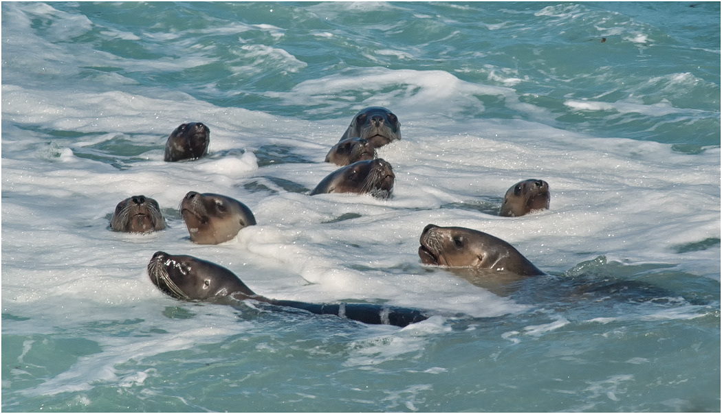 Southern Sea Lions