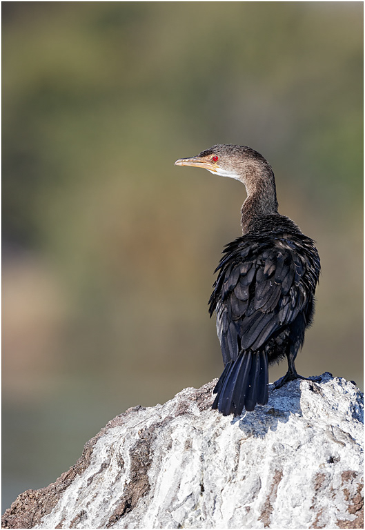 Reed Cormorant - Chobe River, Botswana