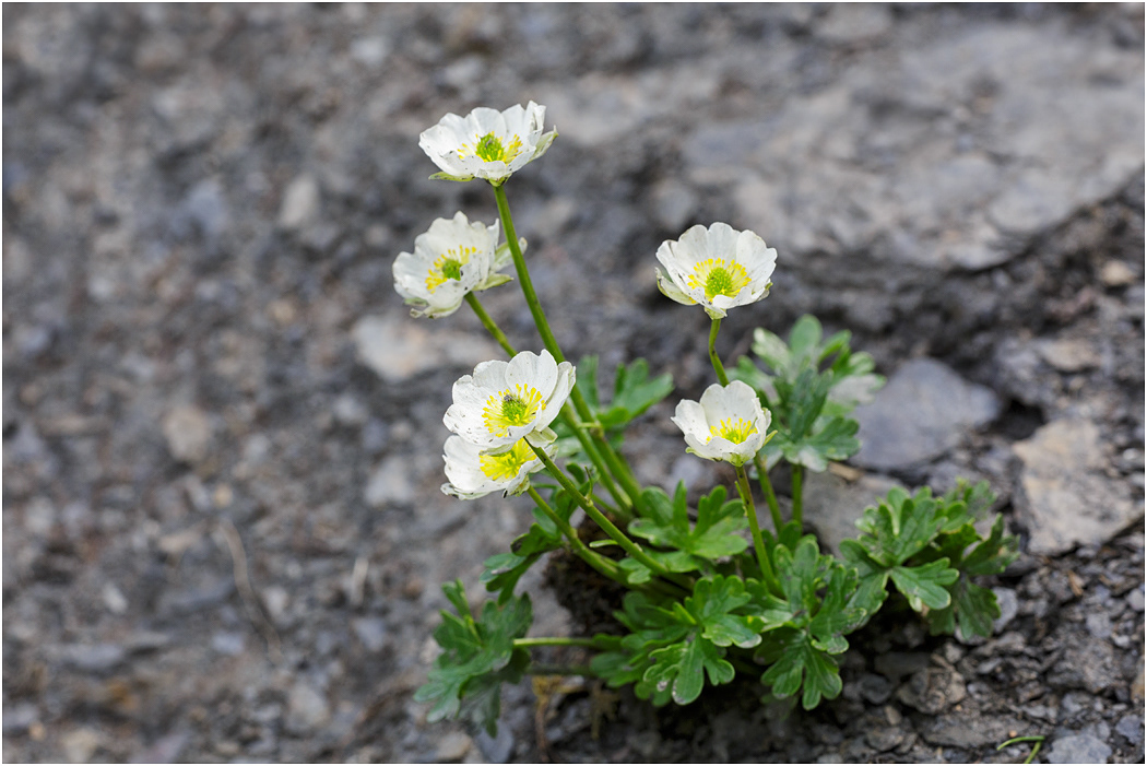 Alpine Buttercup