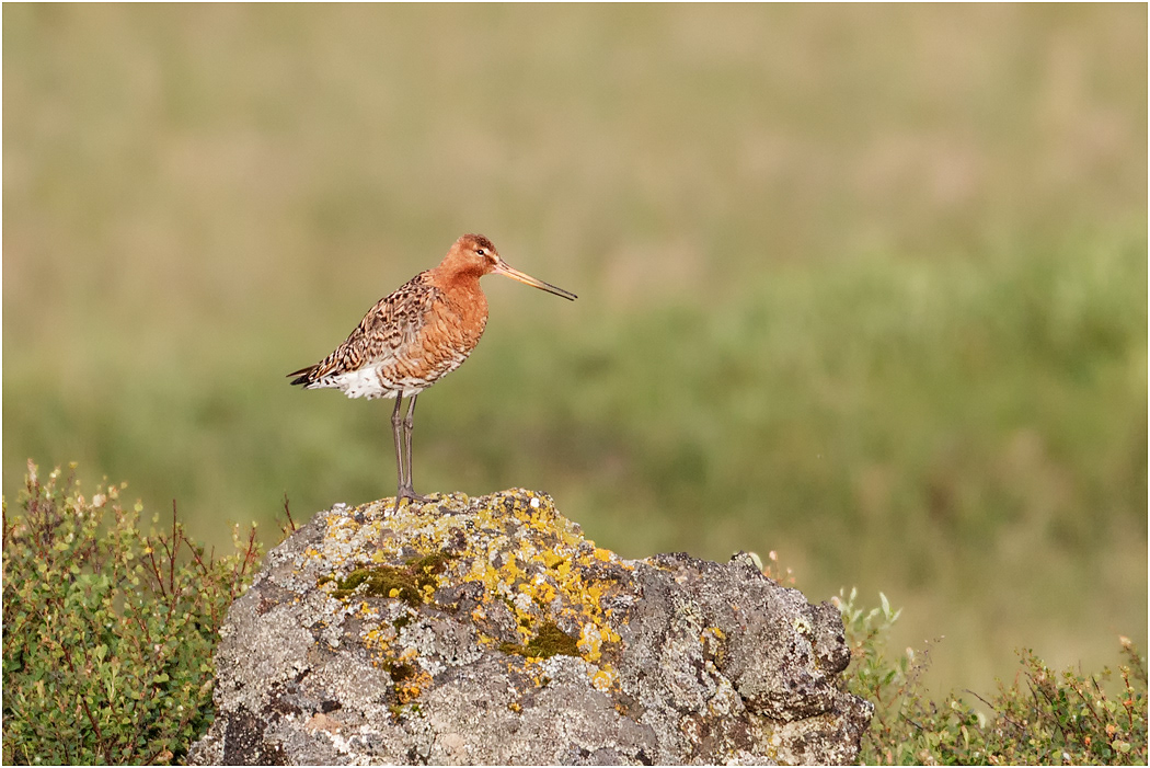Black-tailed Godwit, Summer, Iceland