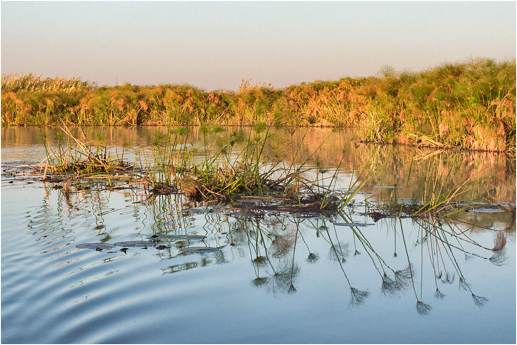 Papyrus along the Chobe River - Botswana