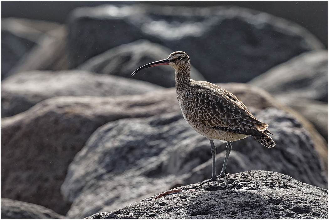 Whimbrel, Galapagos Islands