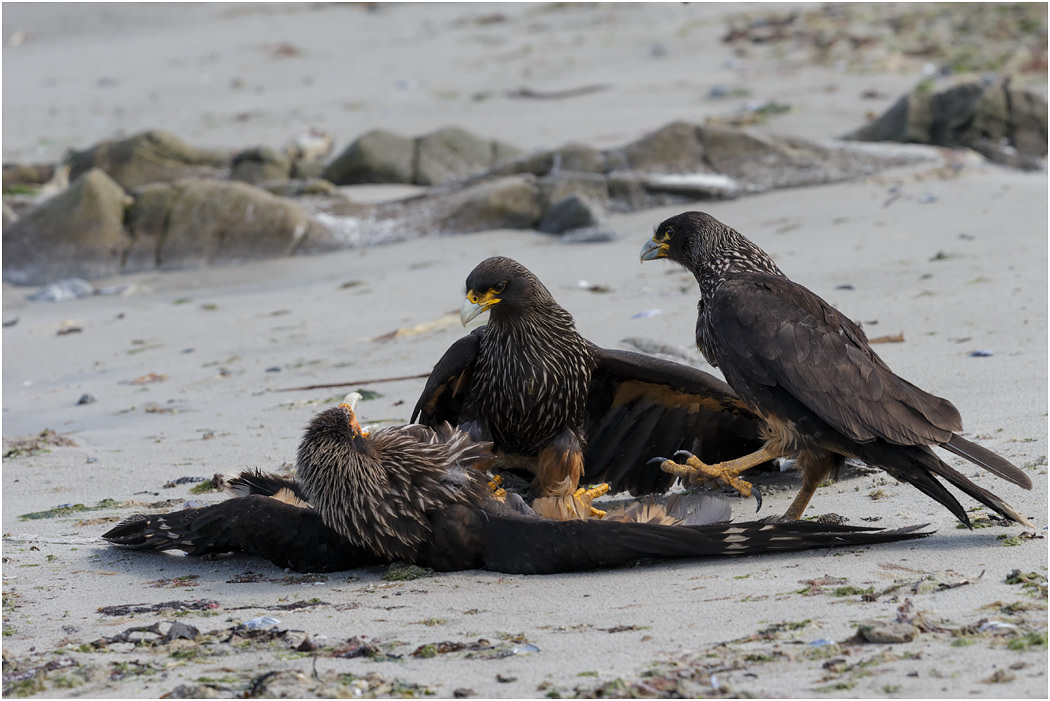 Striated Caracara, aggression