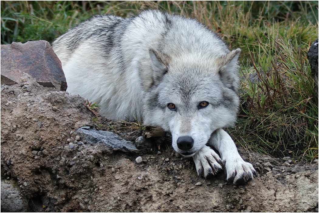 Gray Wolf, Montana, USA.jpg
