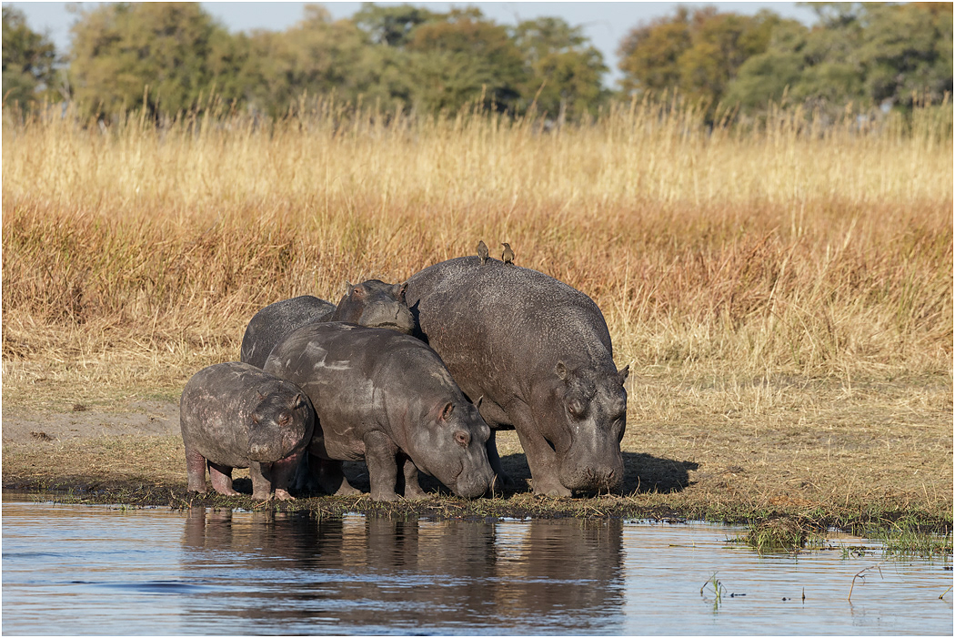 Hippo family - Chobe River, Botswana