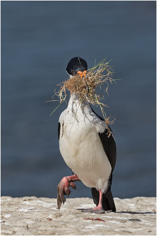 King Cormorant