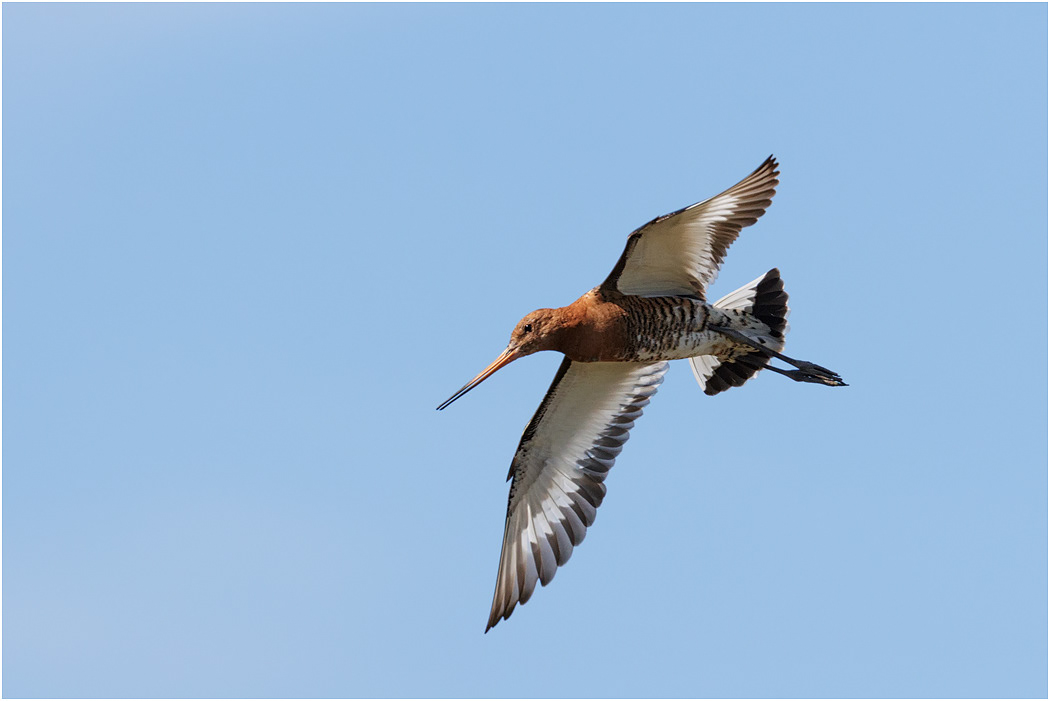 Black-tailed Godwit in flight