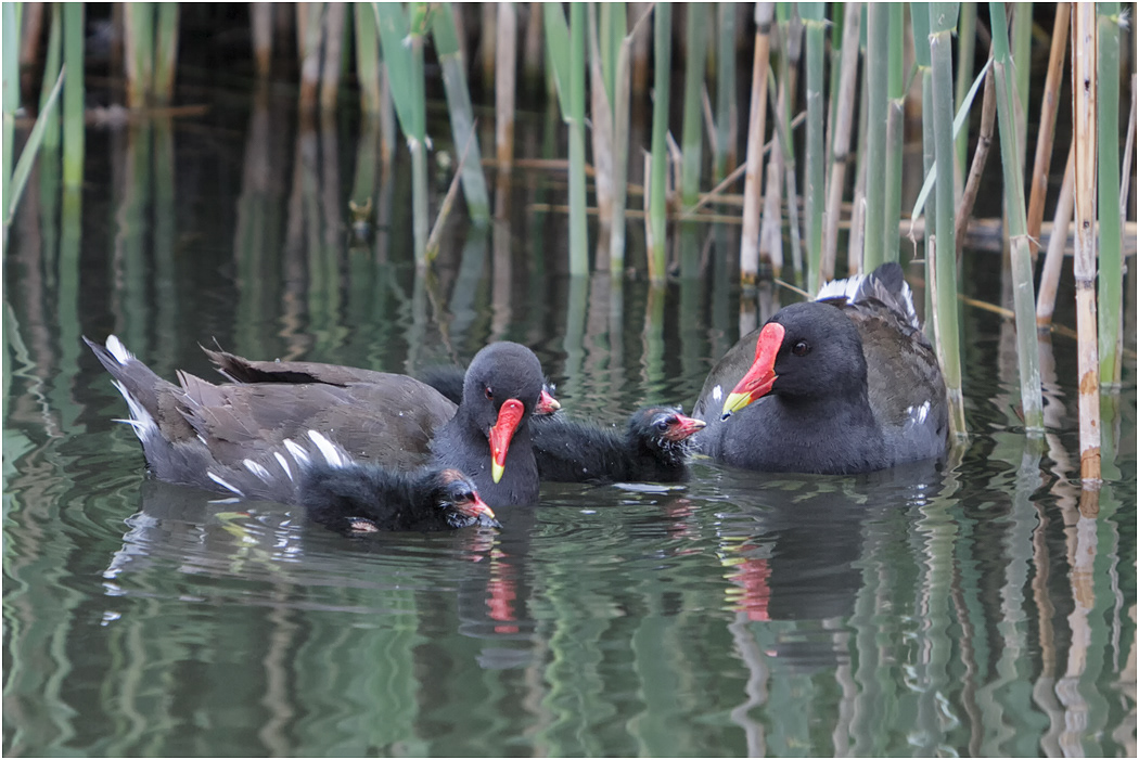 Moorhen Family