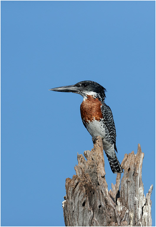Giant Kingfisher - Chobe River, Botswana