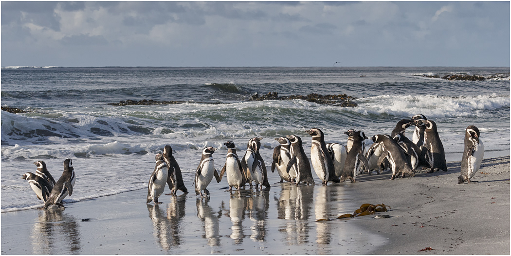 Magellanic Penguins gather before going to sea
