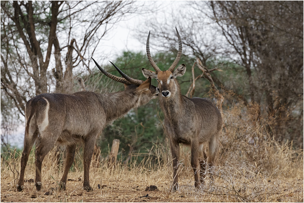 Waterbuck males - Tarangire NP, Tanzania