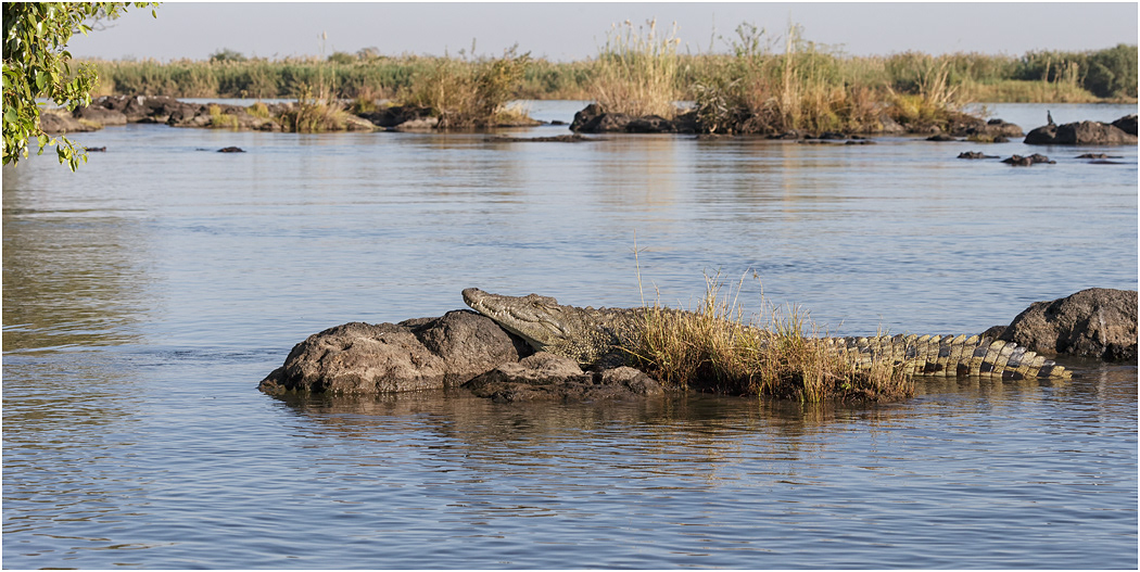 Nile Crocodile resting - Chobe River, Botswana