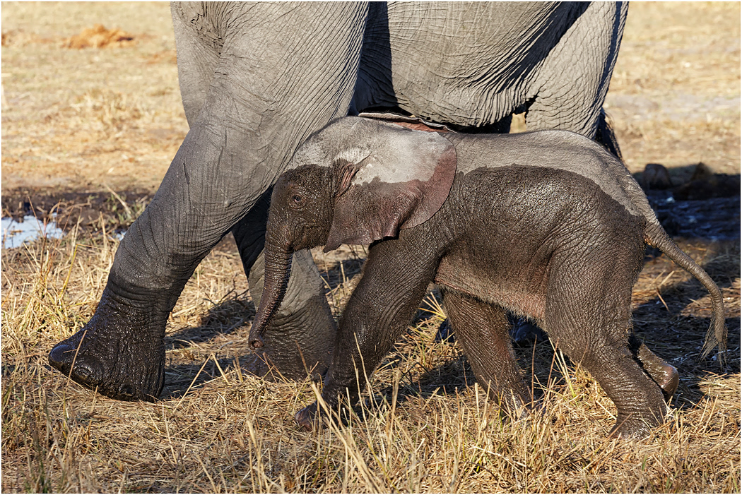 Baby Elephant with Mother - Botswana