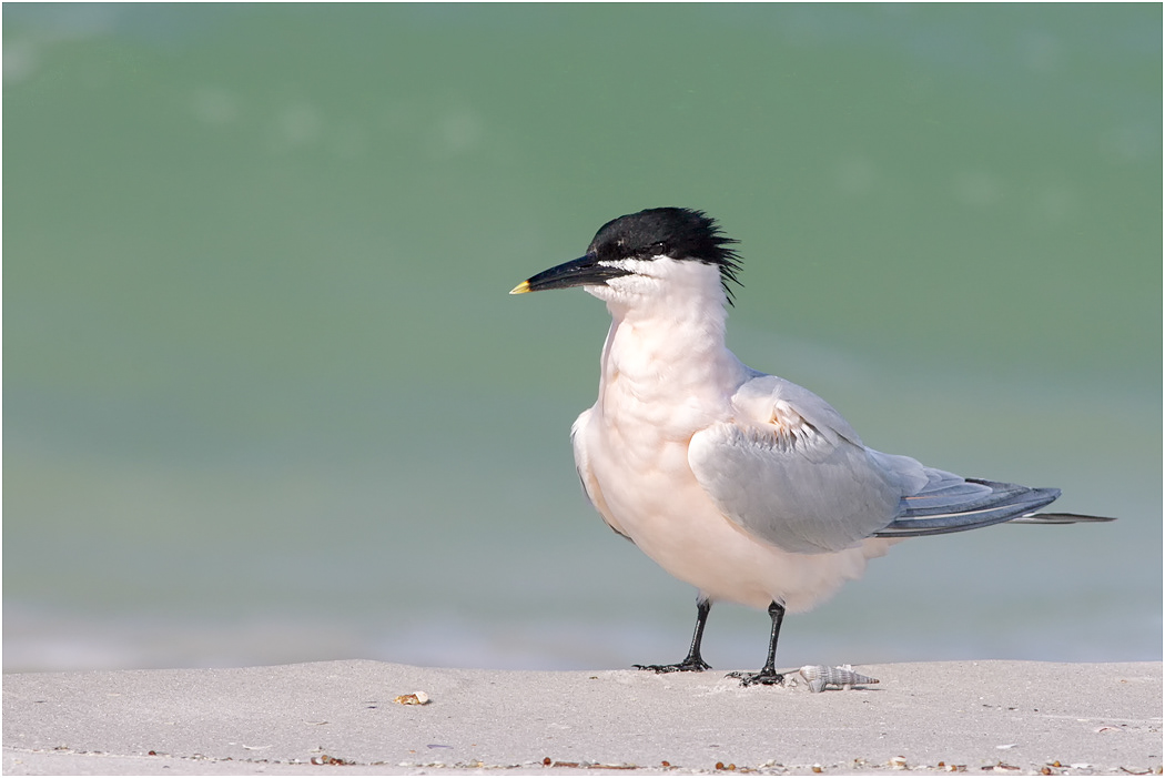 Sandwich Tern, Florida, USA