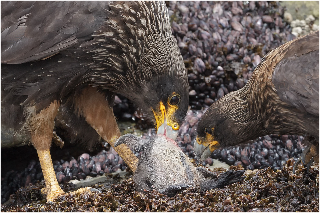Striated Caracara pair with Rockhopper chick