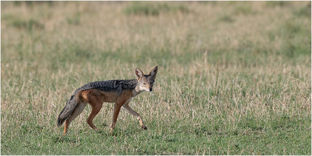 Black-backed Jackal - Central Serengeti, Tanzania