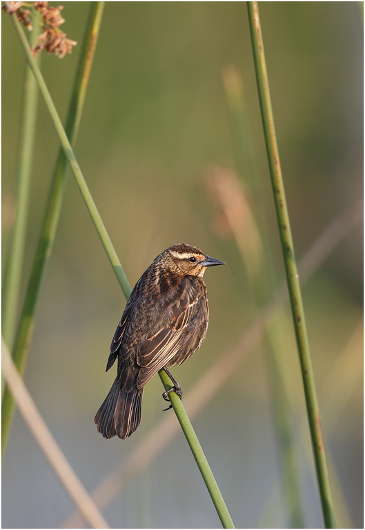 Red-winged Blackbird (female), Florida, USA