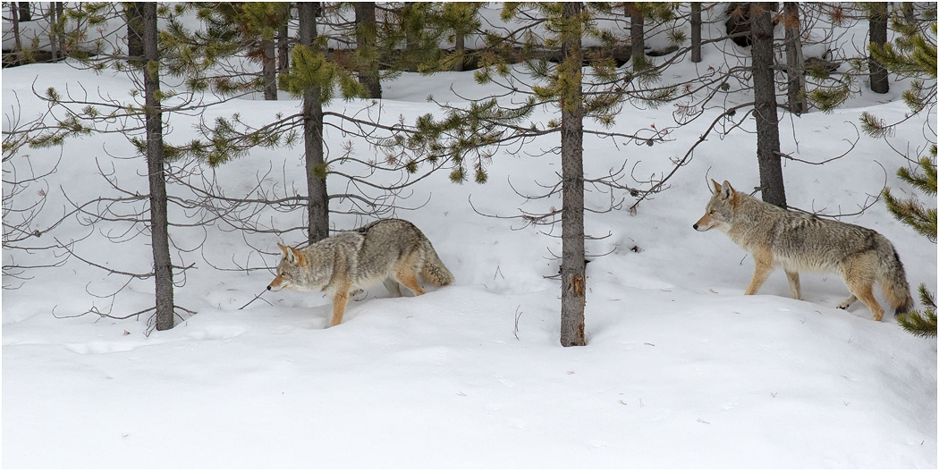 Coyote pair hunting, Yellowstone NP, USA