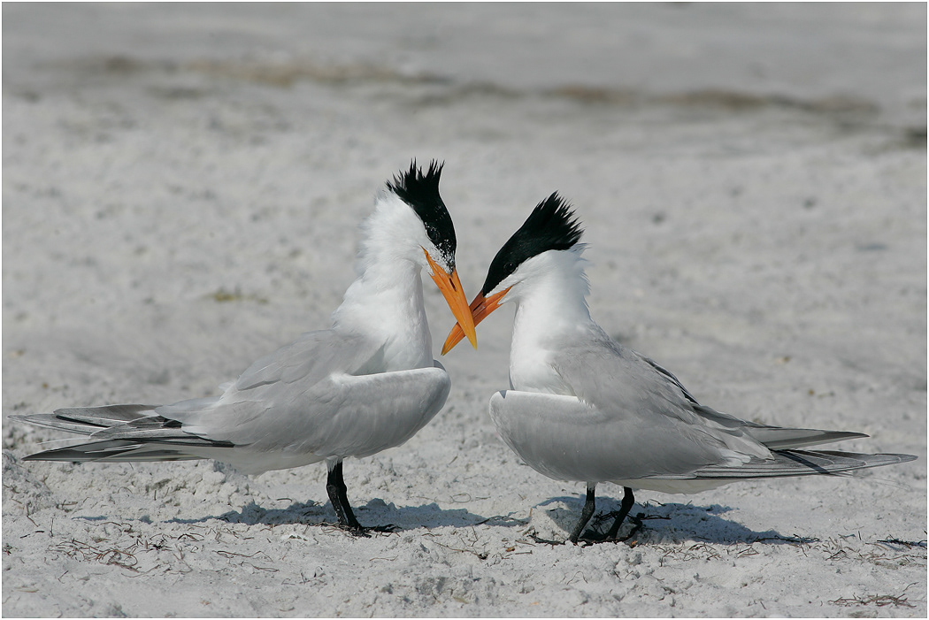Royal Tern pair, Florida, USA