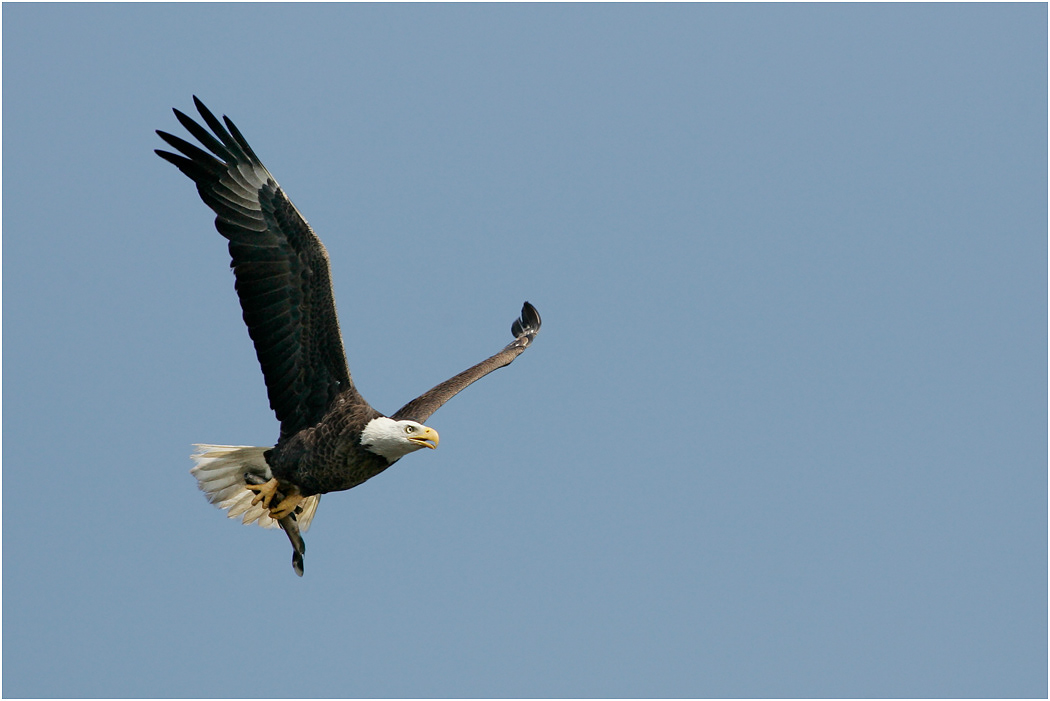 Bald Eagle, Florida, USA