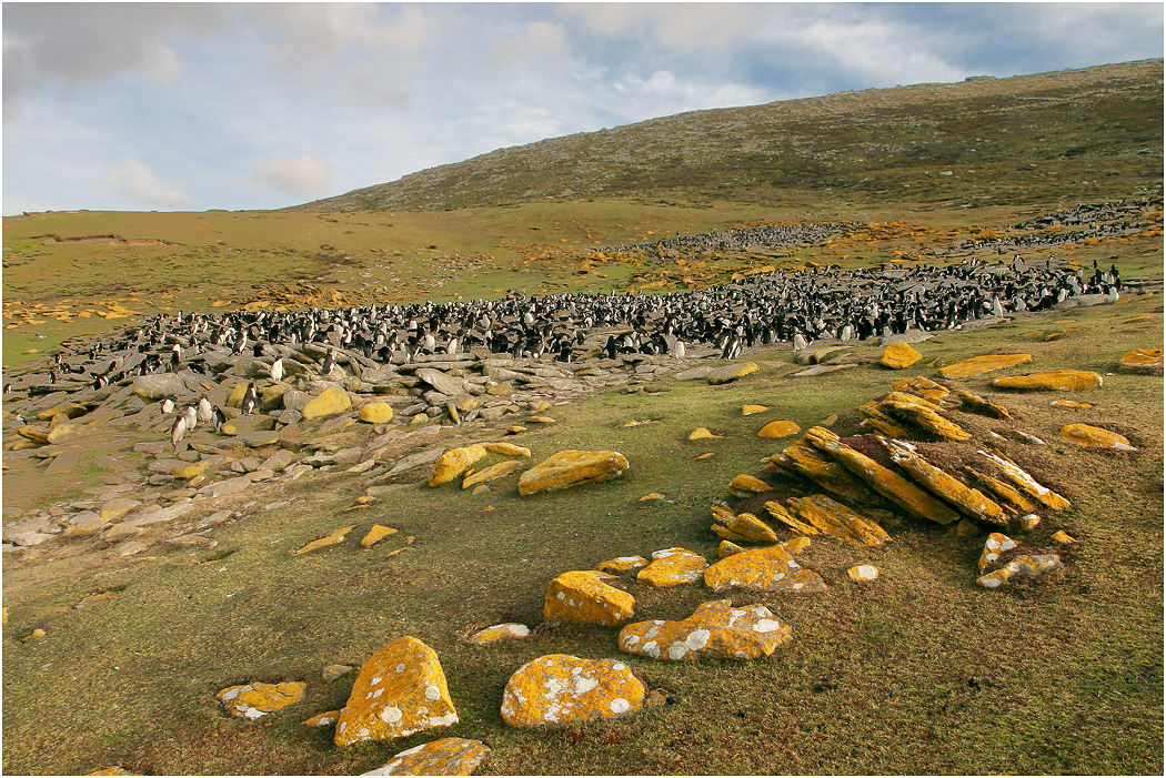Rockhopper Rookery at Saunders Island